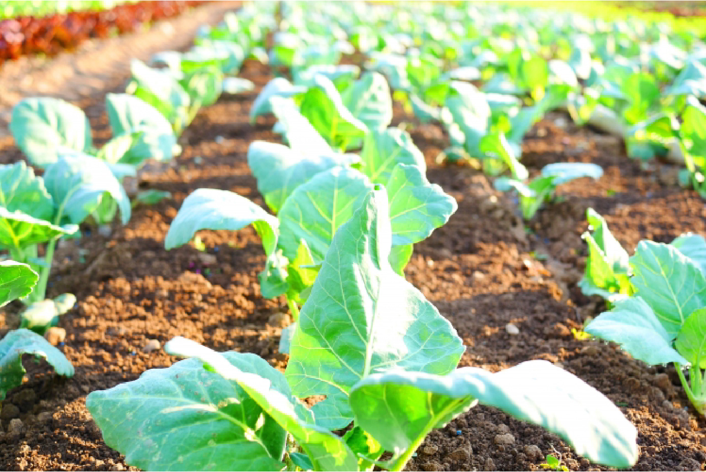 SDGsへの取り組み